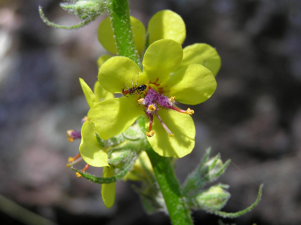 Verbascum sp.